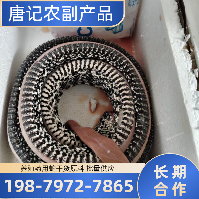 江西省鹰潭野猪肉|麝香鼠种苗|养殖药用蛇干｜本地厂家采购热线｜本地厂家咨询手机推荐｜区域支持地区：龙虎山|月湖|余江｜区域就近安排发货-唐记农副产品