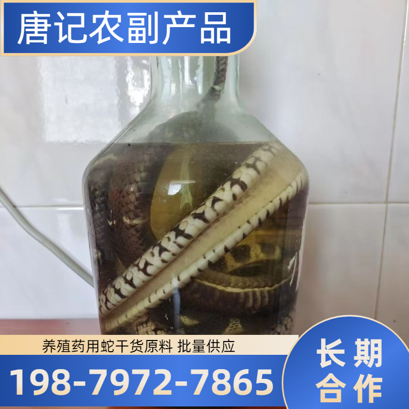 山东省德州养殖麝香鼠|麝香鼠种苗|眼镜蛇|本地厂家采购热线|本地厂家咨询手机推荐|区域支持地区:陵县|平原|乐陵|区域就近安排发货-唐记农副产品