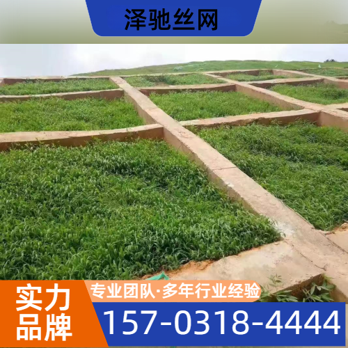 陡坡绿化