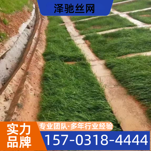 荒坡复绿